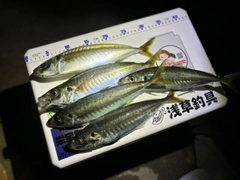 アオアジの釣果