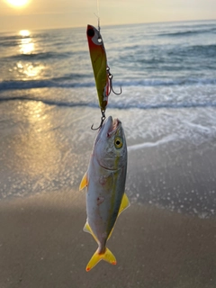 イナダの釣果