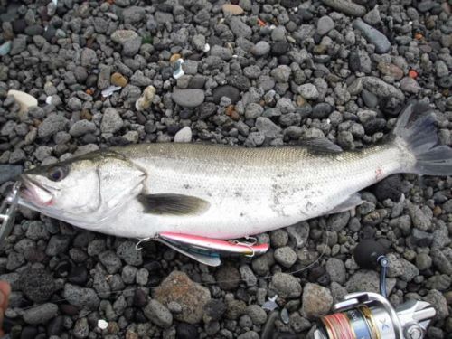 シーバスの釣果