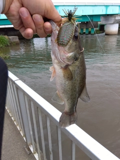 ラージマウスバスの釣果