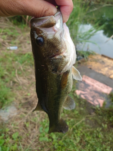 ラージマウスバスの釣果