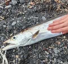 タチウオの釣果