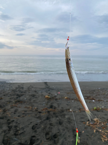 カマスの釣果