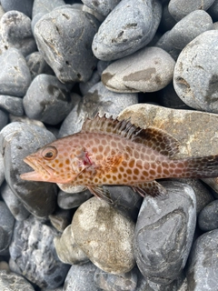 オオモンハタの釣果