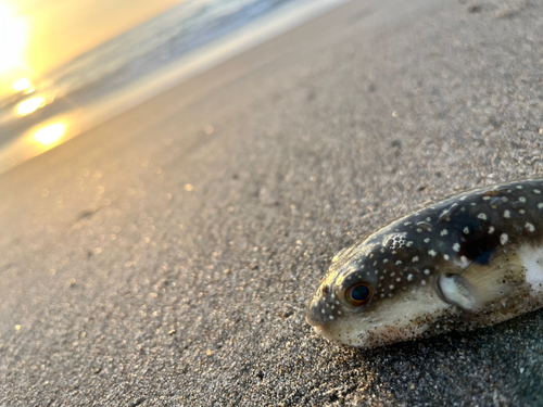 クサフグの釣果