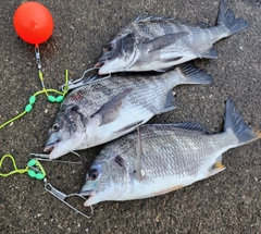 クロダイの釣果