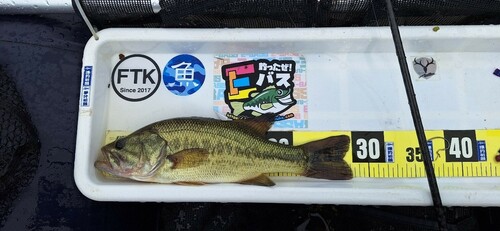 ラージマウスバスの釣果