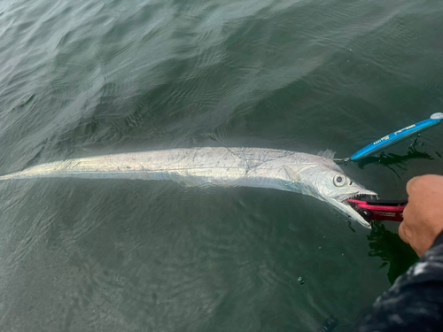 タチウオの釣果