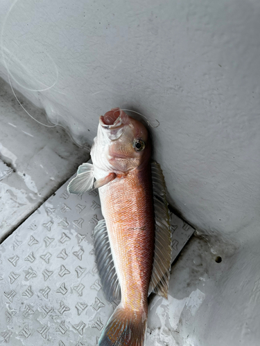 シロアマダイの釣果