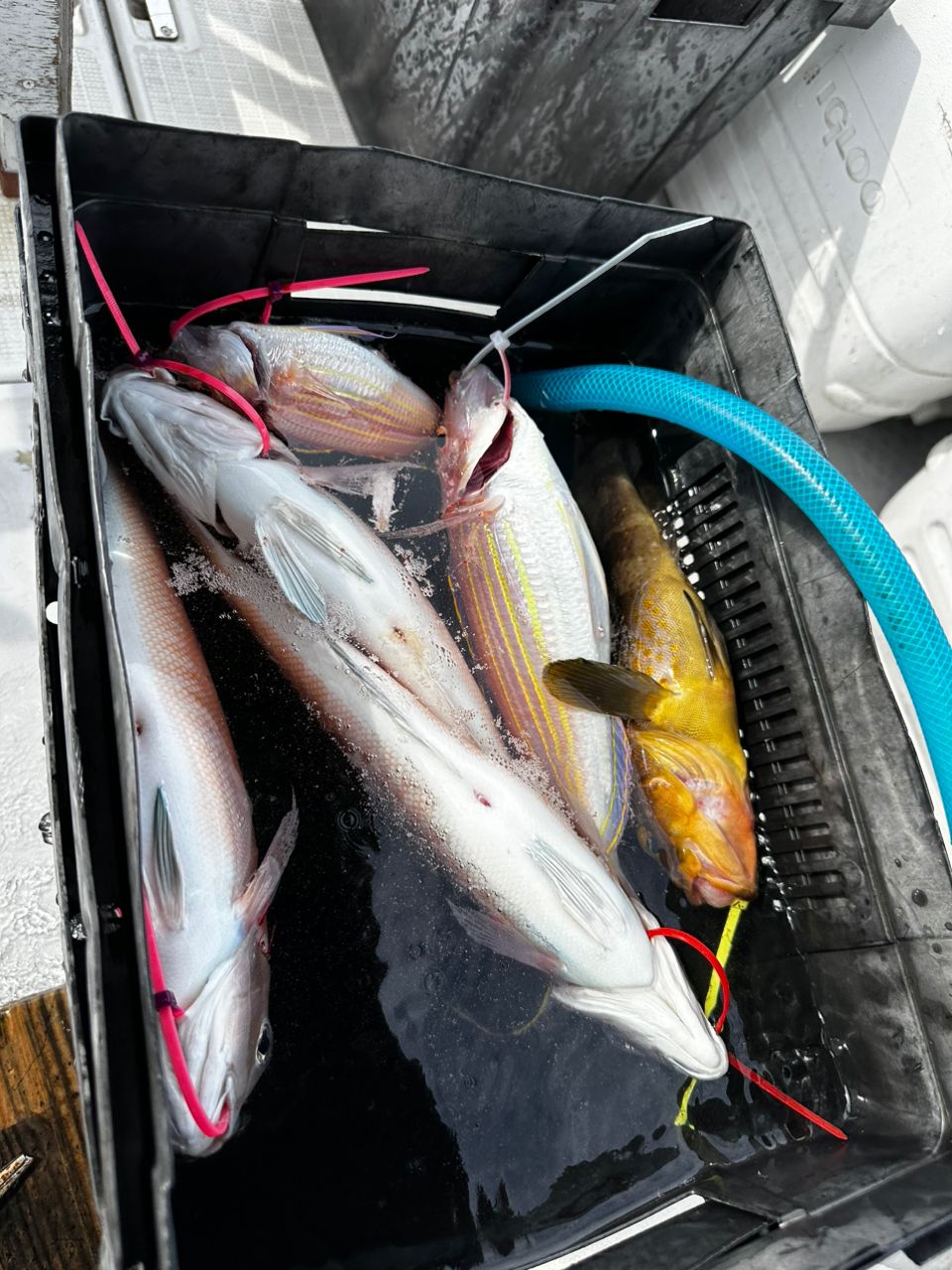 明石海峡専科さんの釣果 3枚目の画像