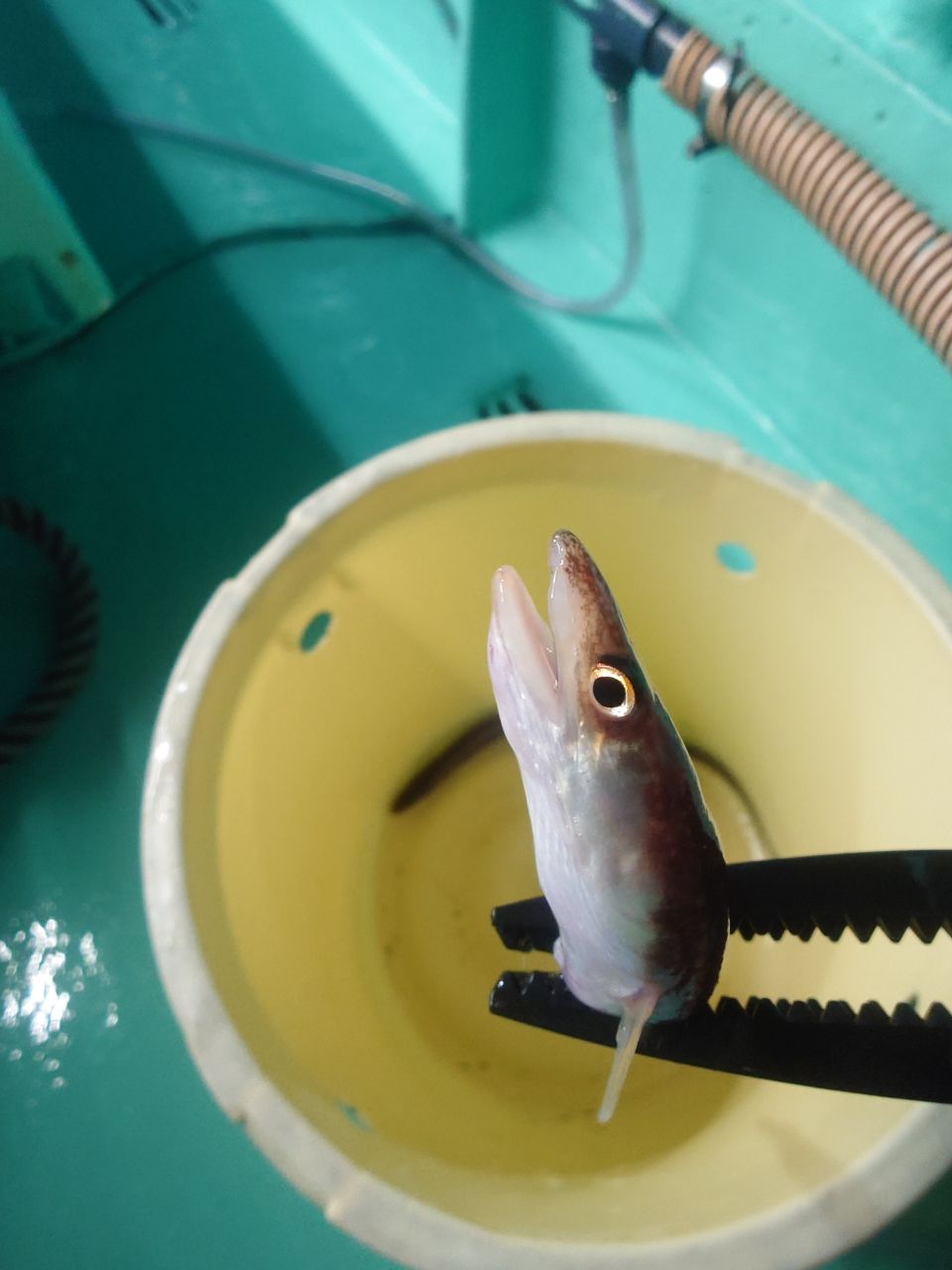 カワハギ太郎さんの釣果 2枚目の画像