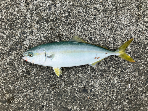 ワカシの釣果