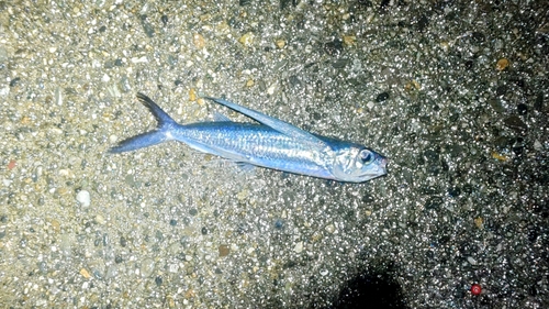 トビウオの釣果