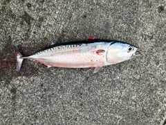 マルソウダの釣果