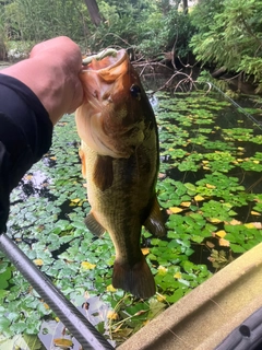 ラージマウスバスの釣果