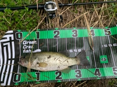 ブラックバスの釣果