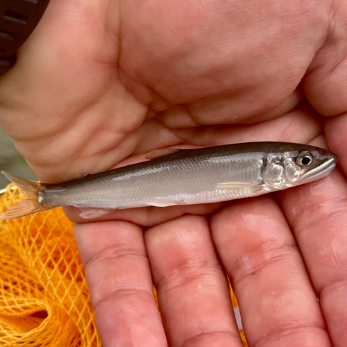 アユの釣果