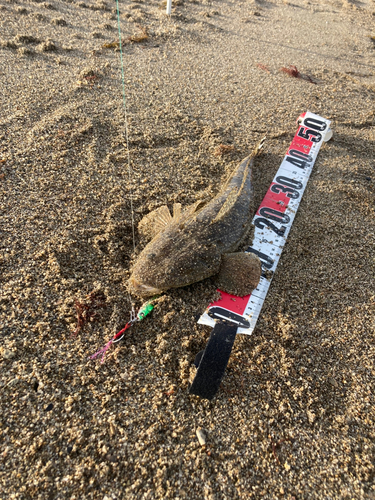 マゴチの釣果