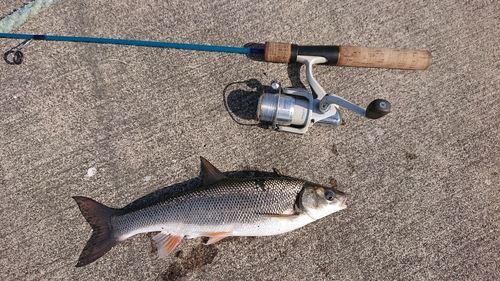 ウグイの釣果