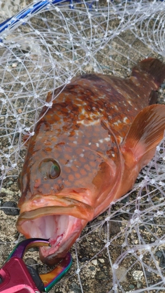 キジハタの釣果