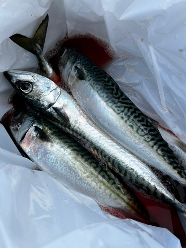 サバの釣果