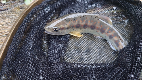 アマゴの釣果