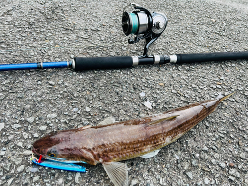 エソの釣果