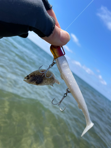 ソゲの釣果