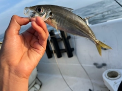 マアジの釣果