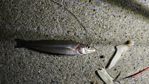 三陸海岸（宮城）