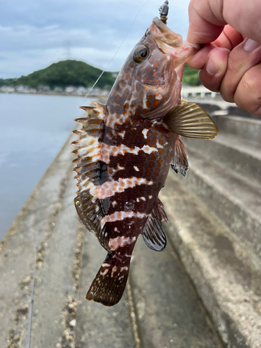 キジハタの釣果