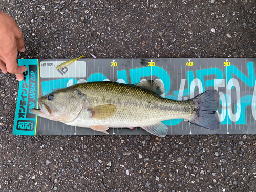 ブラックバスの釣果