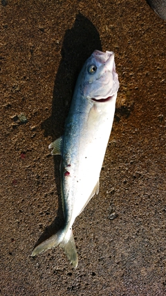 ワカシの釣果