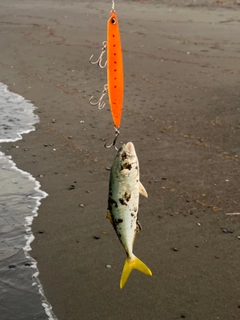 ワカシの釣果