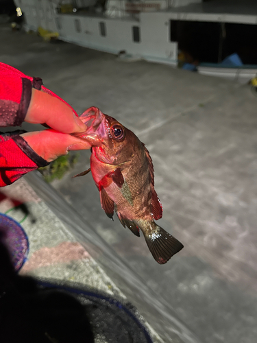 メバルの釣果