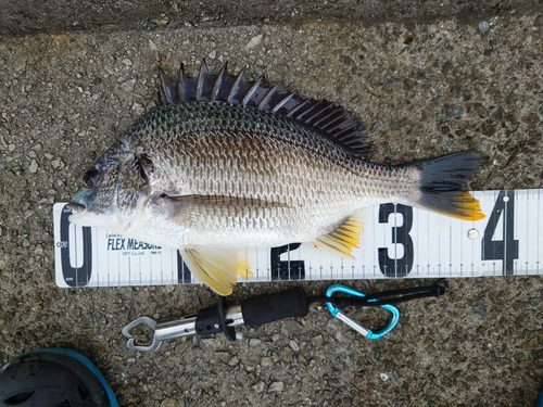 チヌの釣果