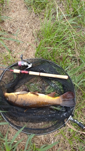 コイの釣果