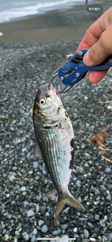 コノシロの釣果