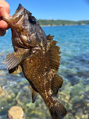 ムラソイの釣果