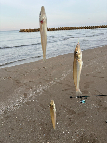 シロギスの釣果