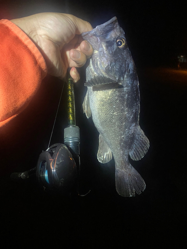 ベッコウゾイの釣果