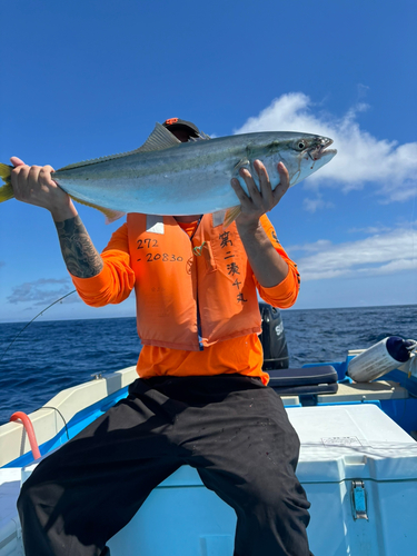 ワラサの釣果