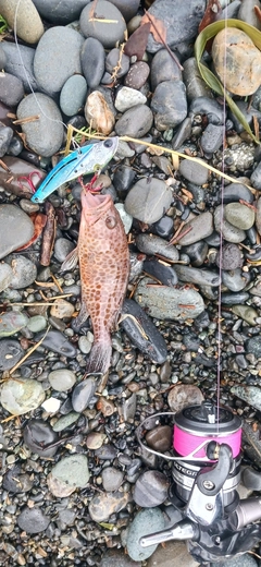 オオモンハタの釣果