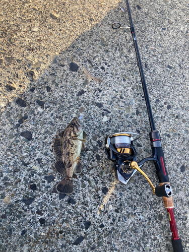 クロソイの釣果