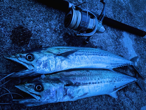 サゴシの釣果