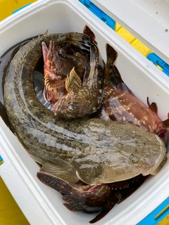 マゴチの釣果