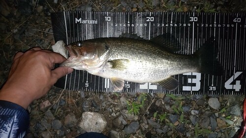 ブラックバスの釣果