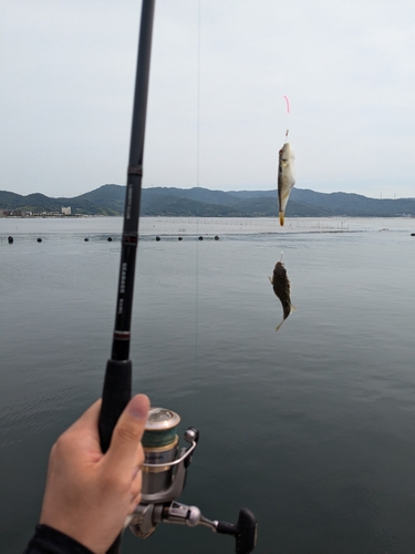 フグの釣果