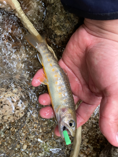 イワナの釣果