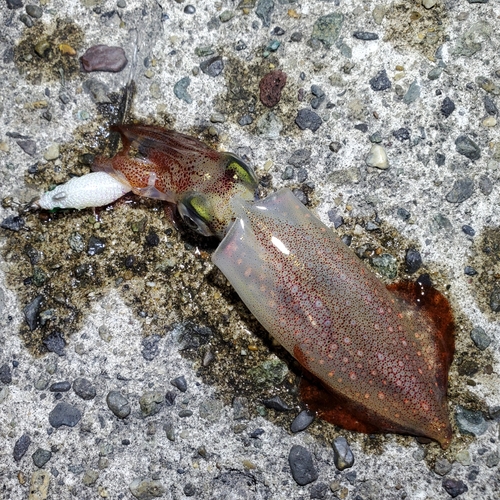 ケンサキイカの釣果